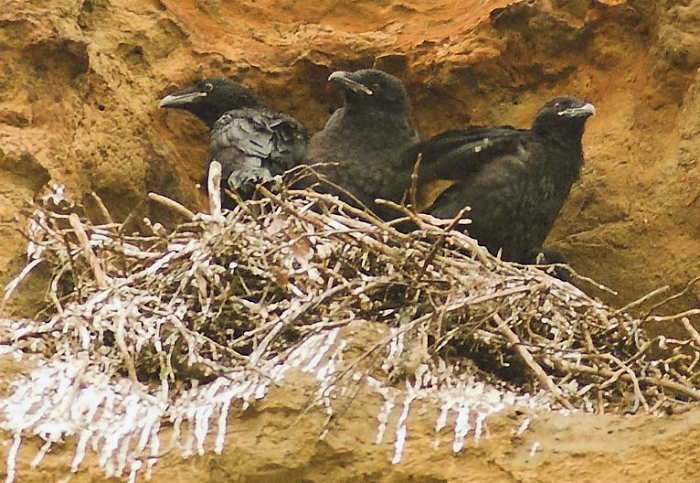 Chicks at Nest