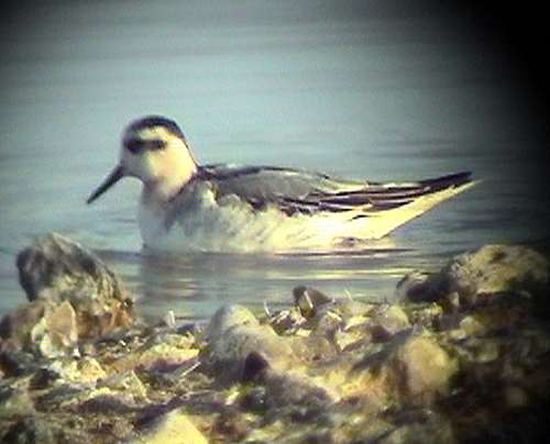 Grey Phalarope