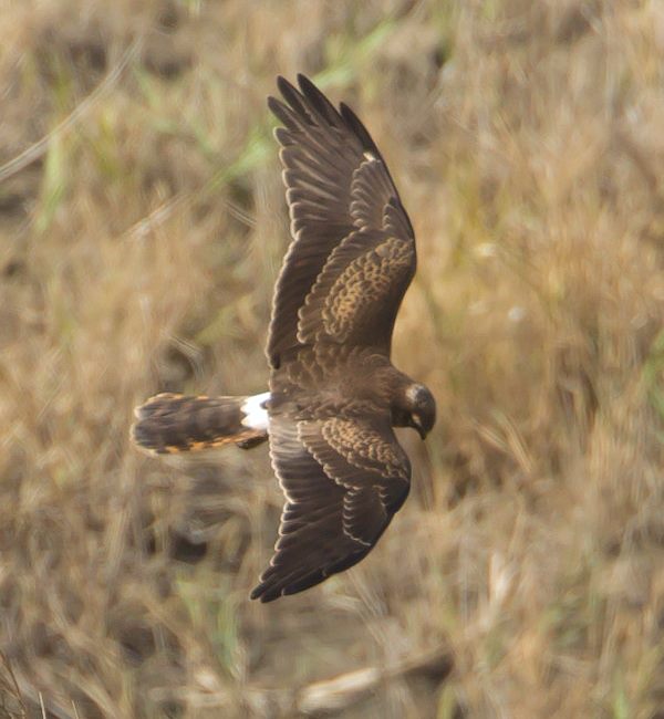 Montegu's Harrier